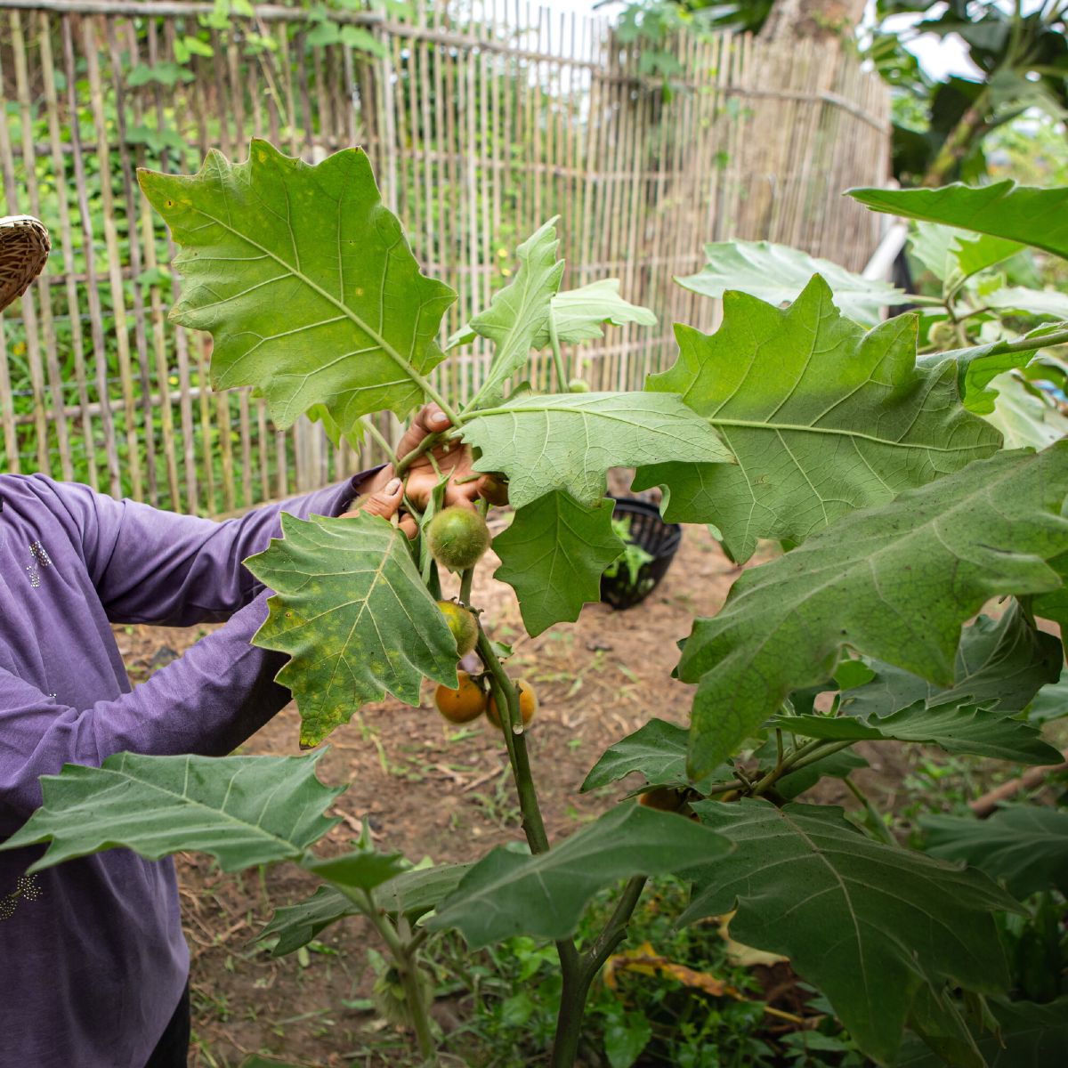 A farmer at WIROON's Doi Saket farm inspecting Thai eggplant still on the plant